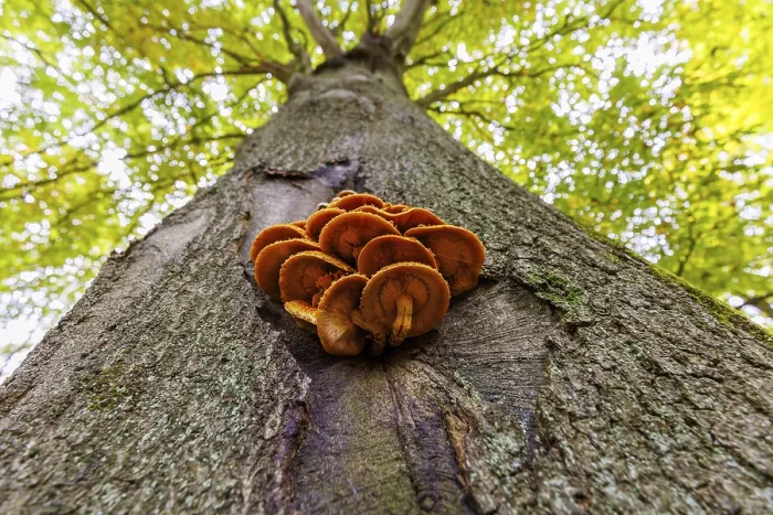 Gerahmter Druck : Baumpilz an einem Buchenbaum, Deutschland. Gerahmter Druck : Baumpilz an einem Buchenbaum, Deutschland.