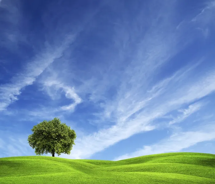 Gerahmter Druck : Baum auf grünem Feld. Gerahmter Druck : Baum auf grünem Feld.