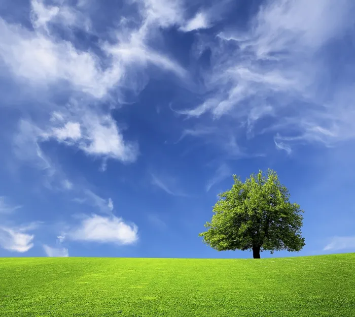 Gerahmter Druck : Baum und grüner Feld. Gerahmter Druck : Baum und grüner Feld.