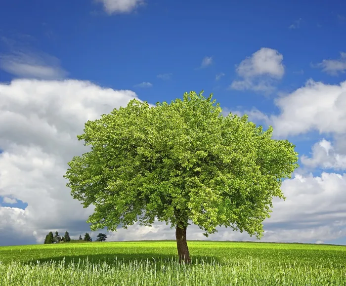 Gerahmter Druck : Baum auf grünem Wiesen. Gerahmter Druck : Baum auf grünem Wiesen.