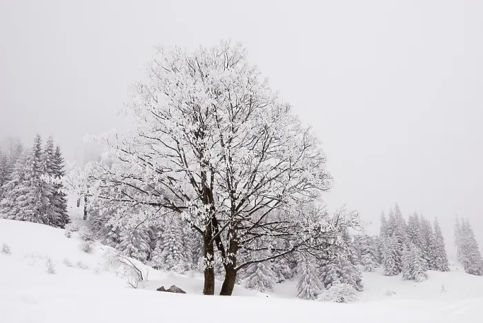 Gerahmter Druck : Baumgruppe ist von Schneechaos eingeschlossen. Gerahmter Druck : Baumgruppe ist von Schneechaos eingeschlossen.