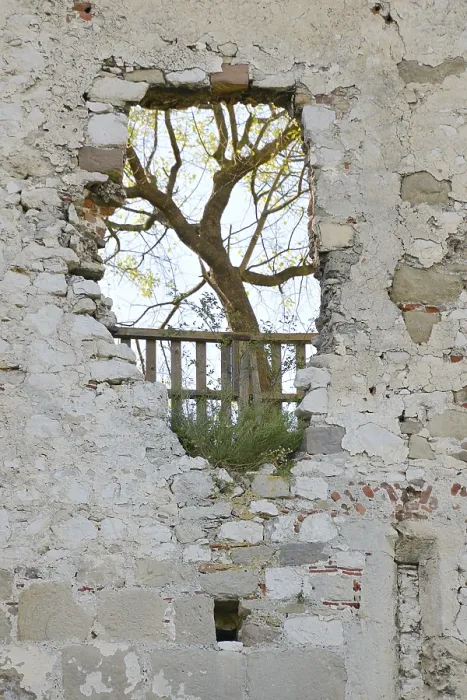 Gerahmter Druck : Baum wächst auf einem Loch in einer Wand. Gerahmter Druck : Baum wächst auf einem Loch in einer Wand.