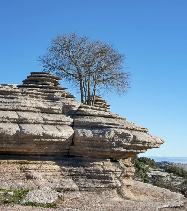 Gerahmter Druck : Baum wächst zwischen Kalksteinfelsen. Gerahmter Druck : Baum wächst zwischen Kalksteinfelsen.