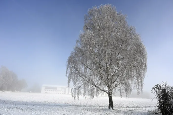 Gerahmter Druck : Baum mit Eiszapfen. Gerahmter Druck : Baum mit Eiszapfen.