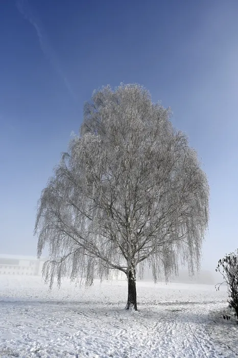 Gerahmter Druck : Baum mit Eiszapfen. Gerahmter Druck : Baum mit Eiszapfen.