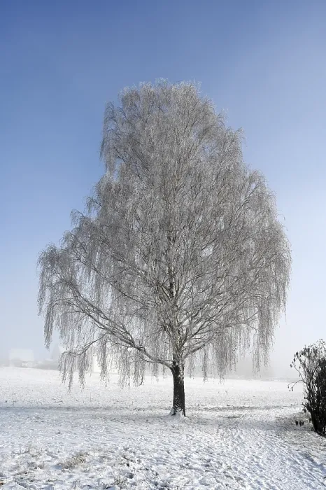 Gerahmter Druck : Baum mit Eiszapfen. Gerahmter Druck : Baum mit Eiszapfen.