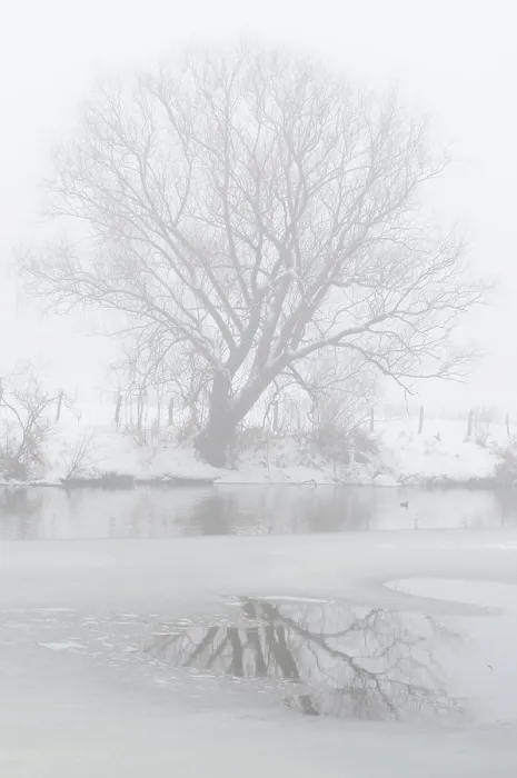 Gerahmter Druck : Baum am eisigen Fluss. Gerahmter Druck : Baum am eisigen Fluss.