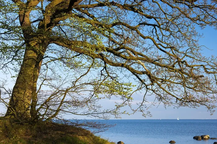 Gerahmter Druck : Baum auf der Lagune auf Rügen. Gerahmter Druck : Baum auf der Lagune auf Rügen.
