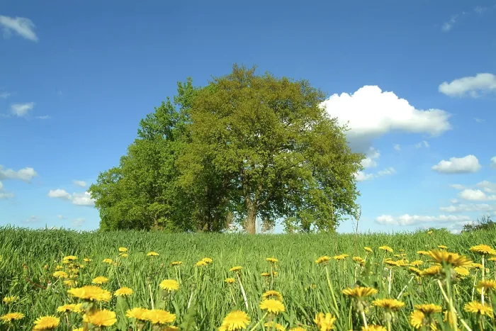 Gerahmter Druck : Baum im Landschaft. Gerahmter Druck : Baum im Landschaft.