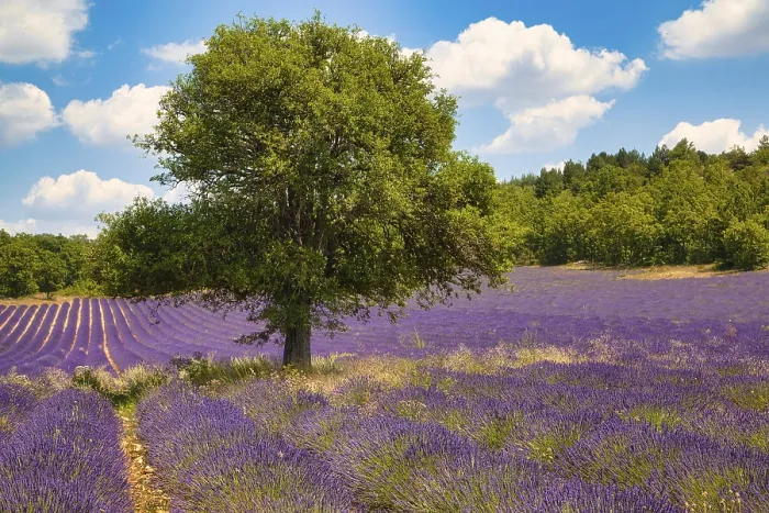 Gerahmter Druck : Baum in einem Lavendelfeld, Luberon. Gerahmter Druck : Baum in einem Lavendelfeld, Luberon.