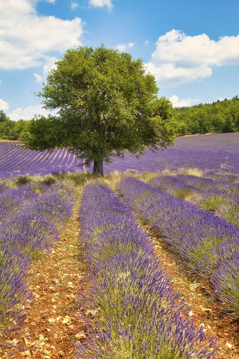 Gerahmter Druck : Baum in Lavendelfeld, Luberon Gerahmter Druck : Baum in Lavendelfeld, Luberon