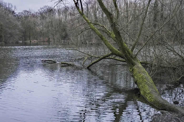 Gerahmter Druck : Ein Baum, der über einem ruhigen See schief steht. Gerahmter Druck : Ein Baum, der über einem ruhigen See schief steht.