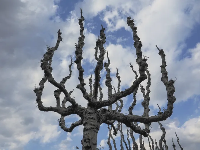 Gerahmter Druck : Baum ohne Blätter gegen Himmel. Gerahmter Druck : Baum ohne Blätter gegen Himmel.