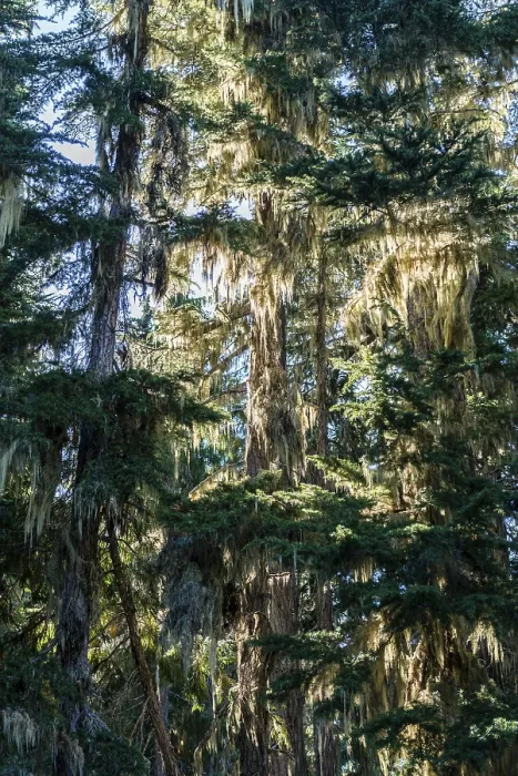 Gerahmter Druck : Baumflechten hängen an Bäumen, Squamish. Gerahmter Druck : Baumflechten hängen an Bäumen, Squamish.