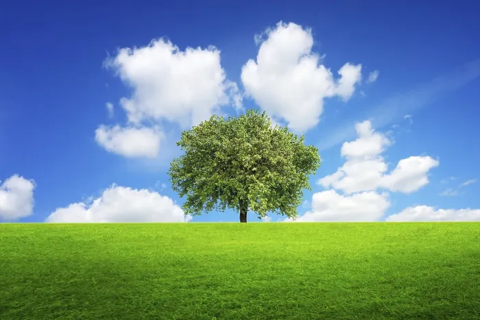 Gerahmter Druck : Baum des Lebens Gerahmter Druck : Baum des Lebens