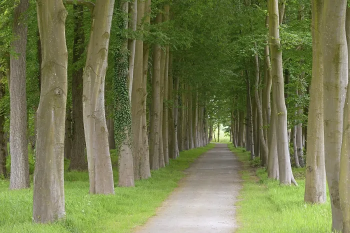 Gerahmter Druck : Baumreihenstraße, Laubbaum. Gerahmter Druck : Baumreihenstraße, Laubbaum.