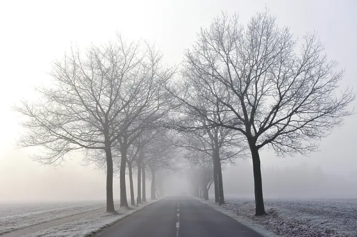 Gerahmter Druck : Baumreihenstraße in der Nebel. Gerahmter Druck : Baumreihenstraße in der Nebel.