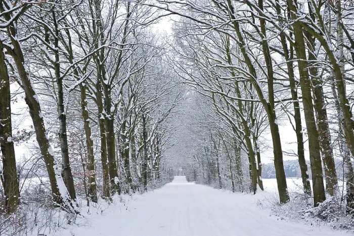 Gerahmter Druck : Baumreihenstraße im Winter Gerahmter Druck : Baumreihenstraße im Winter