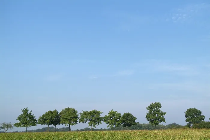 Gerahmter Druck : Baumreihen auf. Gerahmter Druck : Baumreihen auf.