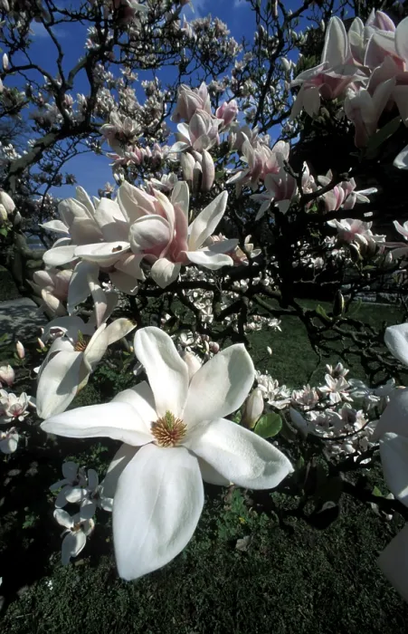 Gerahmter Druck : Baum der Magnolie in Blüte Gerahmter Druck : Baum der Magnolie in Blüte