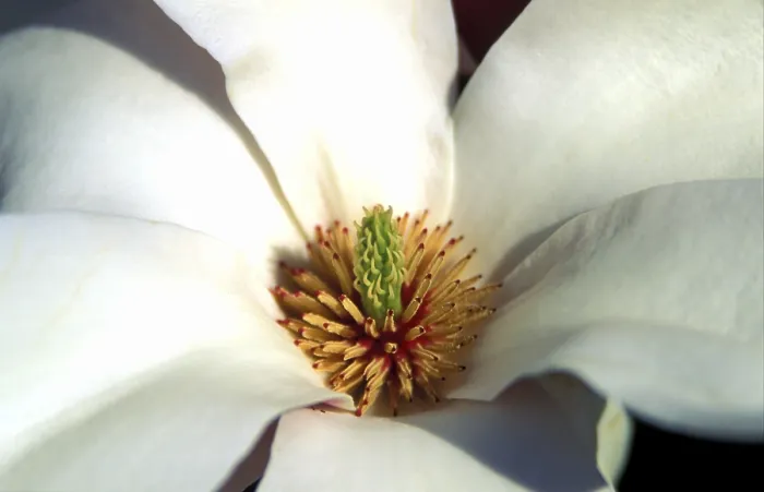 Gerahmter Druck : Baum der Magnolie in Blüte. Gerahmter Druck : Baum der Magnolie in Blüte.