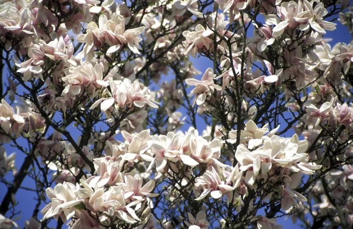 Gerahmter Druck : Magnoliebaum in Blüte Gerahmter Druck : Magnoliebaum in Blüte