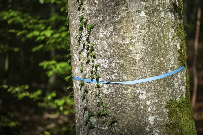 Gerahmter Druck : Baum mit blauer Schleife. Gerahmter Druck : Baum mit blauer Schleife.