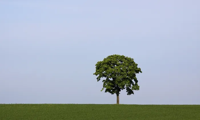 Gerahmter Druck : Baum auf Wiese Gerahmter Druck : Baum auf Wiese