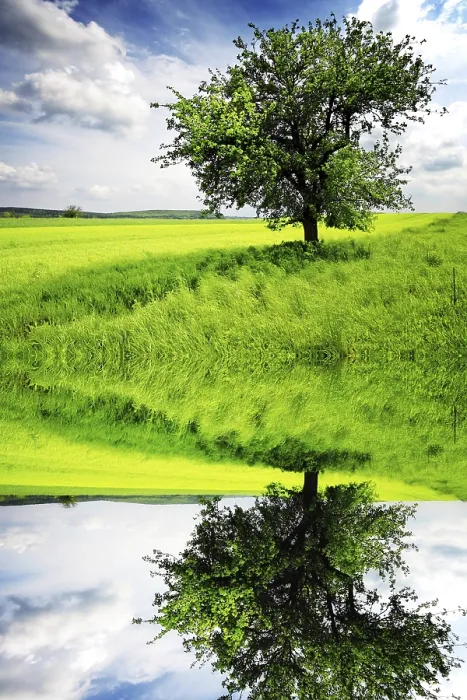 Gerahmter Druck : Baum im Wiesengrund Gerahmter Druck : Baum im Wiesengrund