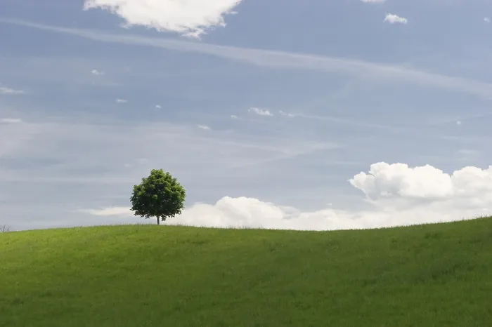 Gerahmter Druck : Baum auf einer Wiese, See Luzern. Gerahmter Druck : Baum auf einer Wiese, See Luzern.