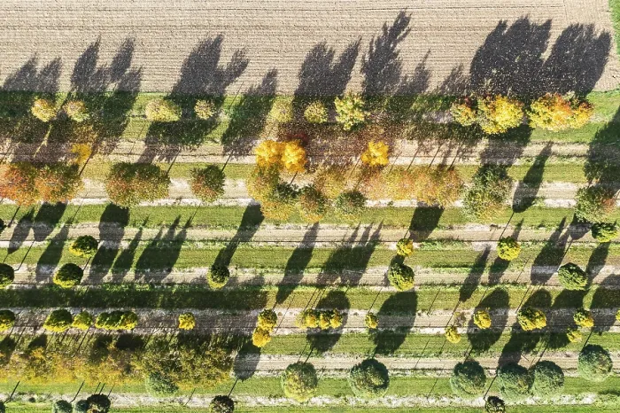 Gerahmter Druck : Baumschule, Bäume in Reihe werfen lange Schatten. Gerahmter Druck : Baumschule, Bäume in Reihe werfen lange Schatten.