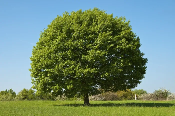 Gerahmter Druck : Eichenbaum auf grünem Wiesengrund, Wiesbaden, Taunus, Hessen Gerahmter Druck : Eichenbaum auf grünem Wiesengrund, Wiesbaden, Taunus, Hessen