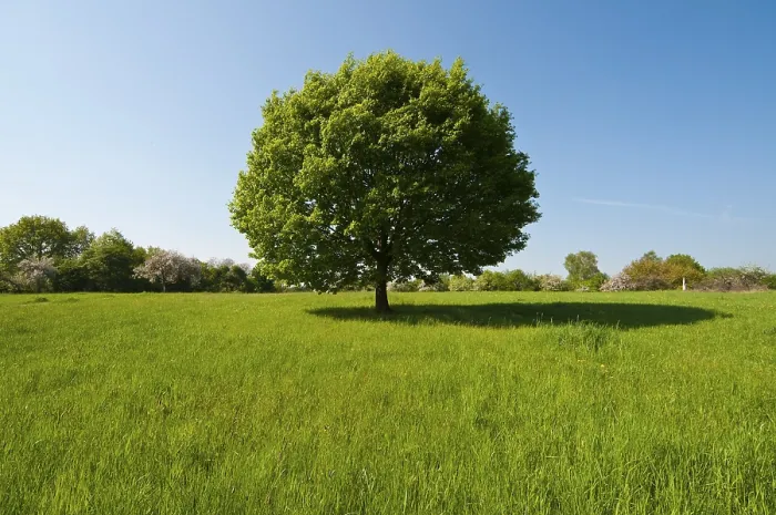 Gerahmter Druck : Baum, Eiche, auf grünem Wiesengrund. Gerahmter Druck : Baum, Eiche, auf grünem Wiesengrund.