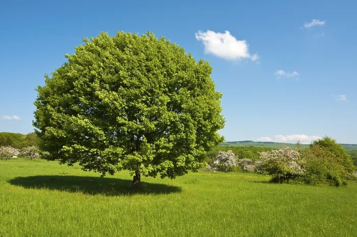 Gerahmter Druck : Baum, Eiche, auf grünem Wiesen. Gerahmter Druck : Baum, Eiche, auf grünem Wiesen.