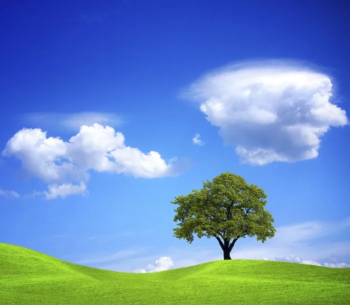 Gerahmter Druck : Das Baum am Rande. Gerahmter Druck : Das Baum am Rande.