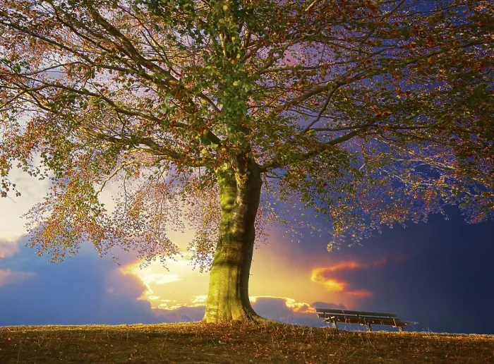 Gerahmter Druck : Baum im Park. Gerahmter Druck : Baum im Park.
