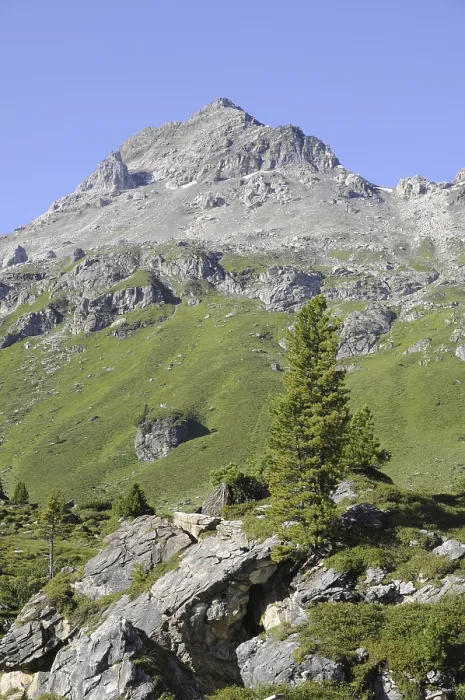 Gerahmter Druck : Baum, Tanne, Berge, Gipfel, Alpen Gerahmter Druck : Baum, Tanne, Berge, Gipfel, Alpen