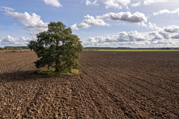 Gerahmter Druck : Baum in einem gepflügten Feld mit Wolken im Hintergrund. Gerahmter Druck : Baum in einem gepflügten Feld mit Wolken im Hintergrund.