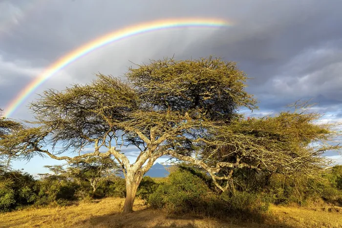 Gerahmter Druck : Baum unter Regenbogen, Wolken, Gewitteratmosphäre. Gerahmter Druck : Baum unter Regenbogen, Wolken, Gewitteratmosphäre.