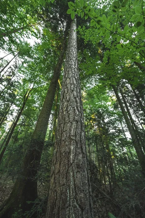 Gerahmter Druck : Baum streckt sich in den Himmel, Schwarzwald, Deutschland. Gerahmter Druck : Baum streckt sich in den Himmel, Schwarzwald, Deutschland.