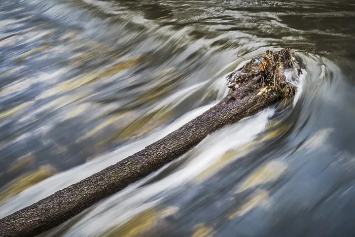 Gerahmter Druck : Der Baum im Fluss. Gerahmter Druck : Der Baum im Fluss.