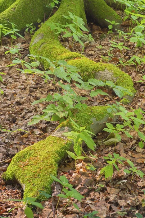 Gerahmter Druck : Baumwurzel einer Buche (Fagus) Deister. Gerahmter Druck : Baumwurzel einer Buche (Fagus) Deister.