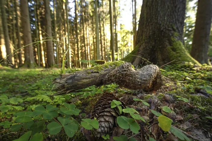 Gerahmter Druck : Baumwurzel im Abendlicht. Gerahmter Druck : Baumwurzel im Abendlicht.