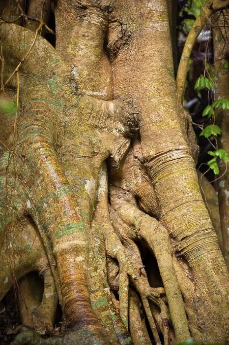 Gerahmter Druck : Baumwurzel mit Stranglerficus im Detail. Gerahmter Druck : Baumwurzel mit Stranglerficus im Detail.