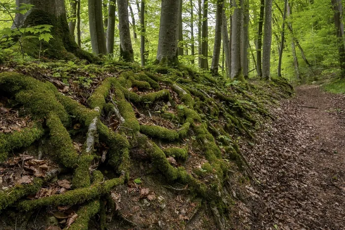 Gerahmter Druck : Baumwurzeln, Waldweg, Wiesensteig Gerahmter Druck : Baumwurzeln, Waldweg, Wiesensteig