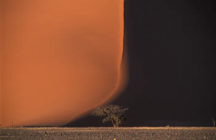 Gerahmter Druck : Baum vor einer Sanddüne bei Sossusvlei. Gerahmter Druck : Baum vor einer Sanddüne bei Sossusvlei.