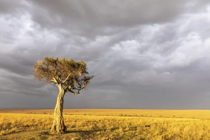 Gerahmter Druck : Baum in der Savanne, Gewitteratmosphäre. Gerahmter Druck : Baum in der Savanne, Gewitteratmosphäre.