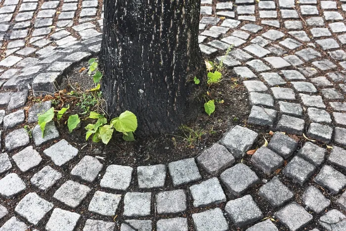 Gerahmter Druck : Baum auf Gehweg in der Stadt. Gerahmter Druck : Baum auf Gehweg in der Stadt.