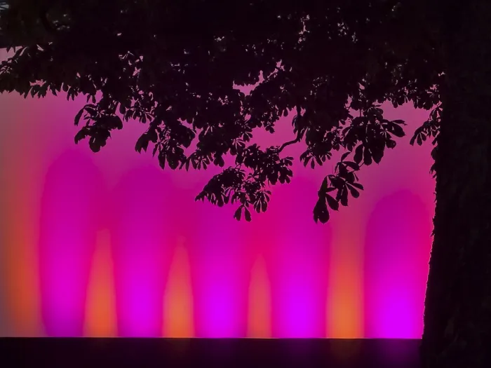 Gerahmter Druck : Baumsilhouette vor einem hellen Hintergrund. Gerahmter Druck : Baumsilhouette vor einem hellen Hintergrund.