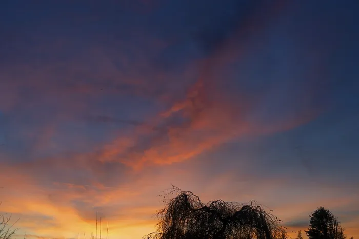 Gerahmter Druck : Bäumensilhouette am Abendhimmel. Gerahmter Druck : Bäumensilhouette am Abendhimmel.